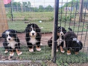 Bernese Mountain Dog Puppies media 2