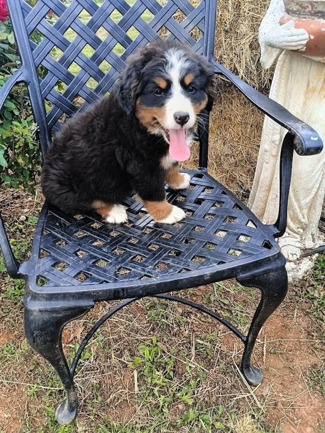 Bernese Mountain Dog Puppies media 4