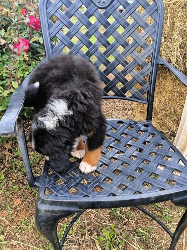 Bernese Mountain Dog Puppies media 6