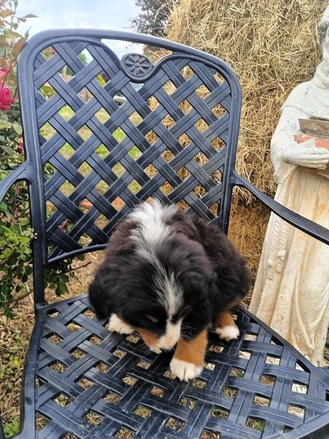 Bernese Mountain Dog Puppies media 7