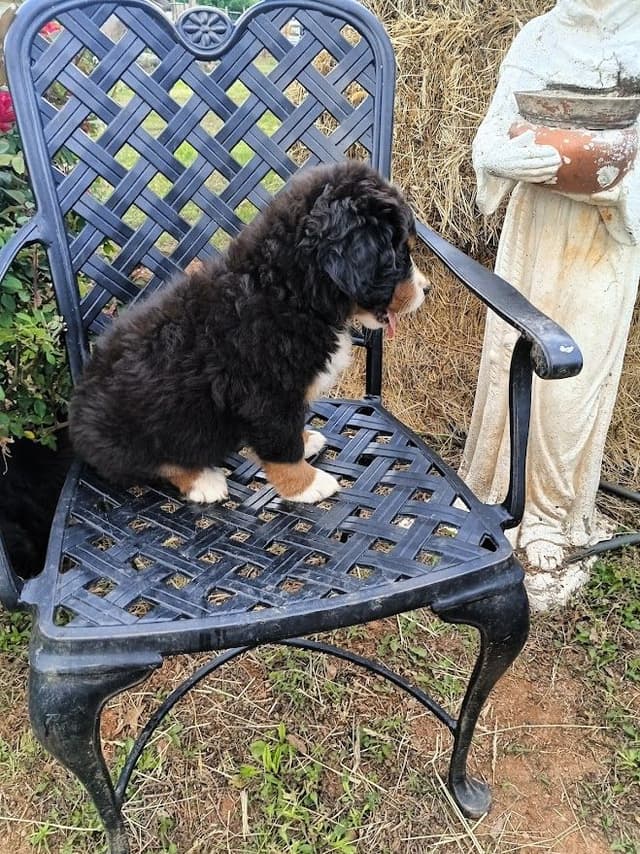 Bernese Mountain Dog Puppies media 8
