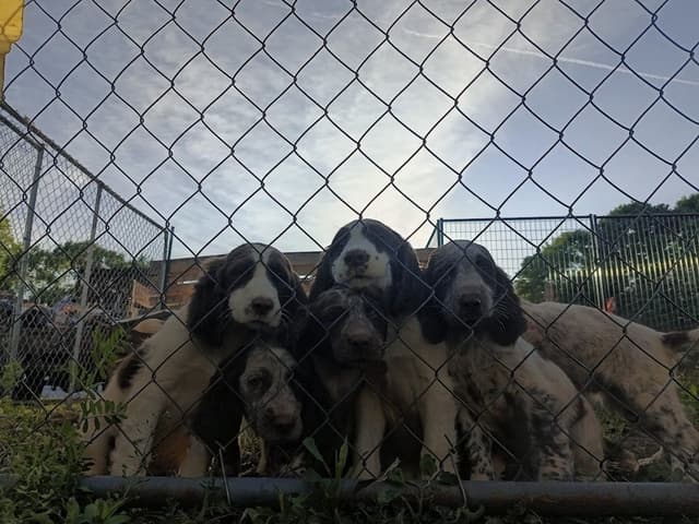 English Springer Spaniel Puppies media 2
