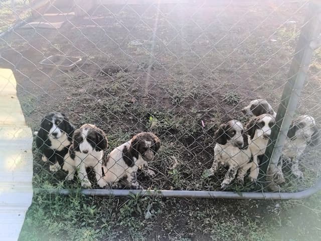 English Springer Spaniel Puppies media 3