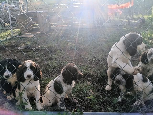 English Springer Spaniel Puppies media 4