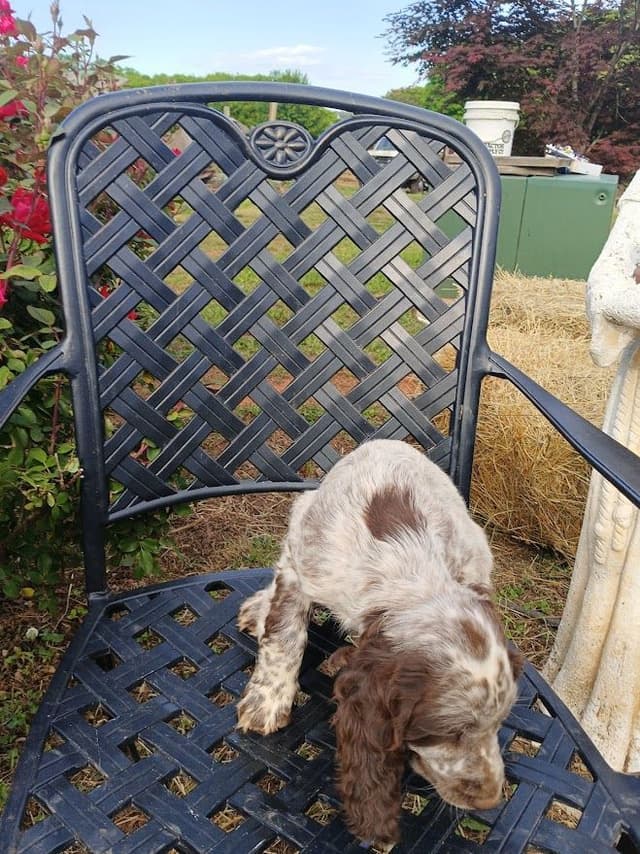 English Springer Spaniel Puppies media 5