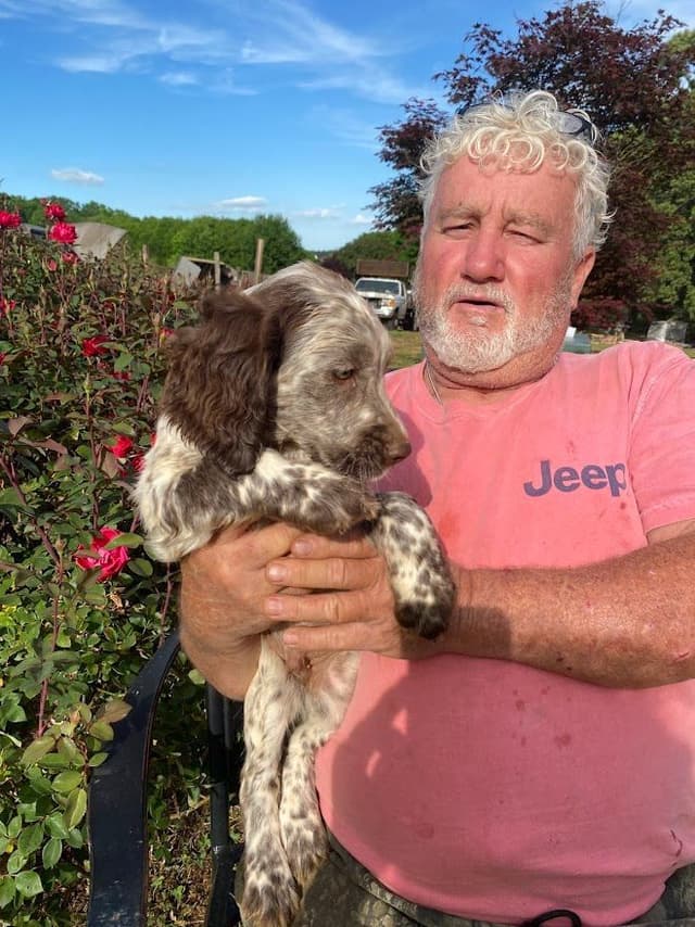 English Springer Spaniel Puppies media 6