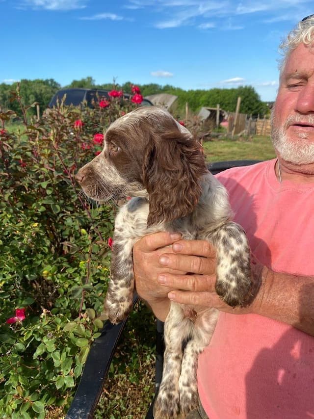 English Springer Spaniel Puppies media 7