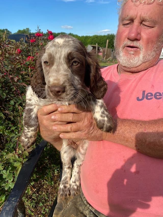 English Springer Spaniel Puppies media 8