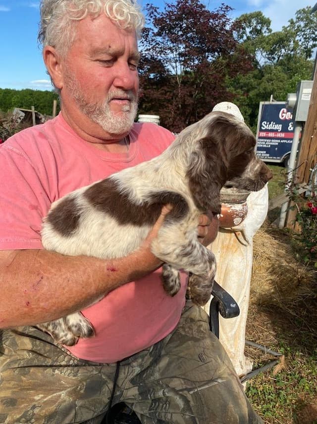 English Springer Spaniel Puppies media 9