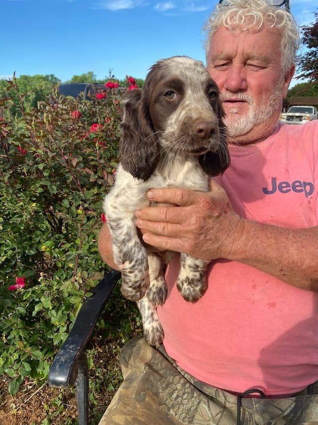 English Springer Spaniel Puppies media 10