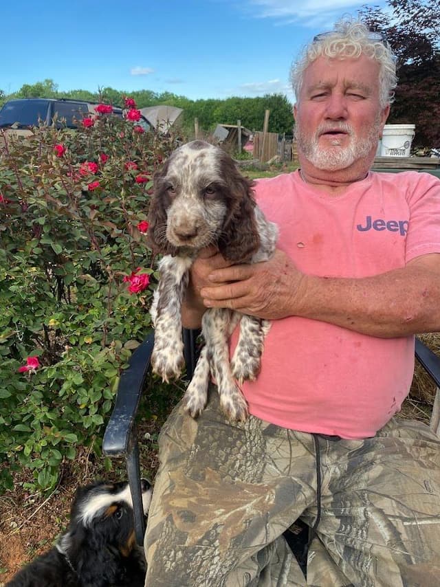 English Springer Spaniel Puppies media 11