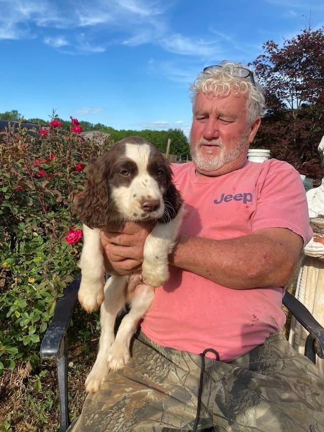 English Springer Spaniel Puppies media 13