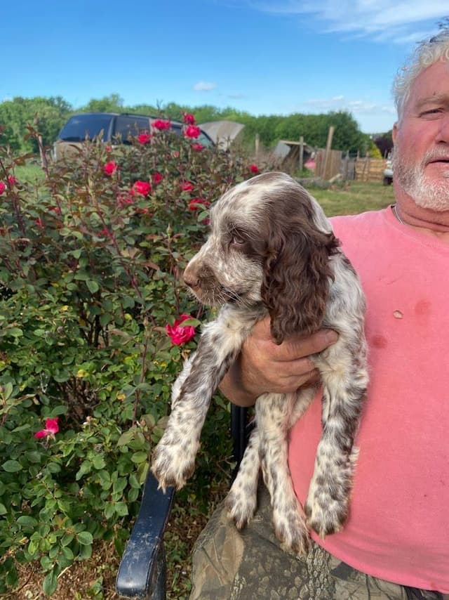 English Springer Spaniel Puppies media 14