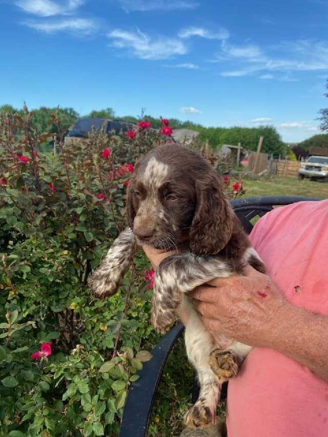 English Springer Spaniel Puppies media 15