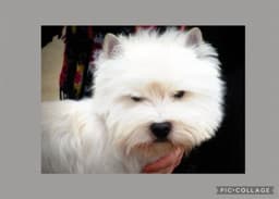 Timms Mill Terriers