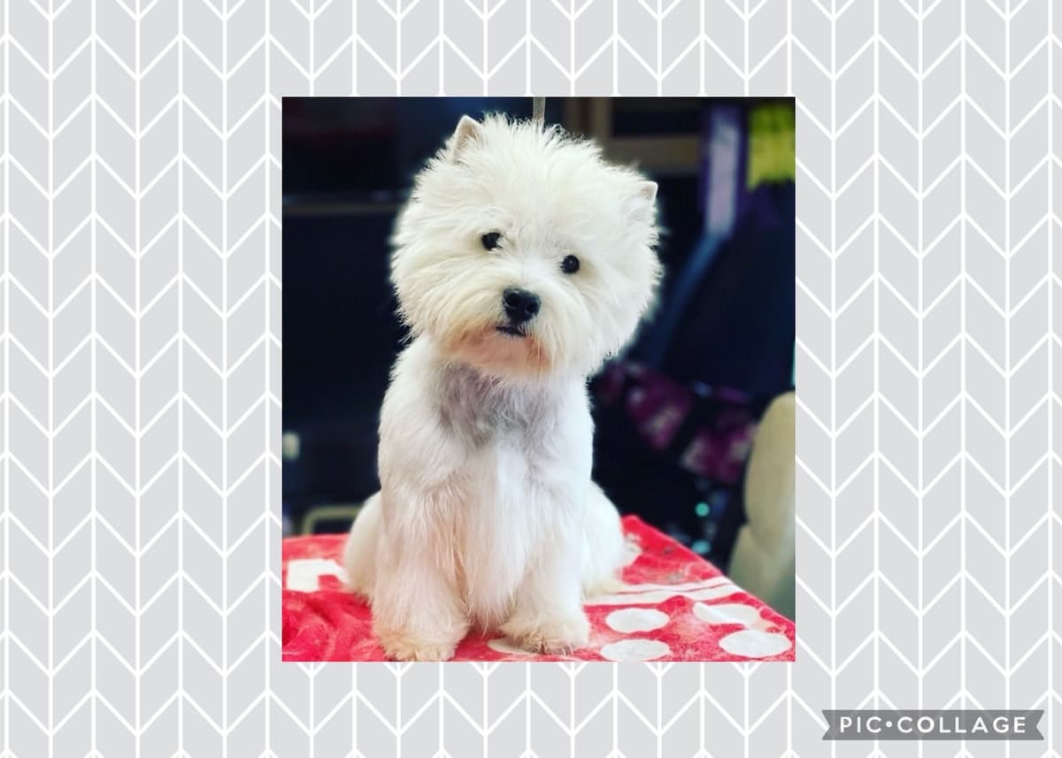West Highland White Terrier Puppies breeder image 2
