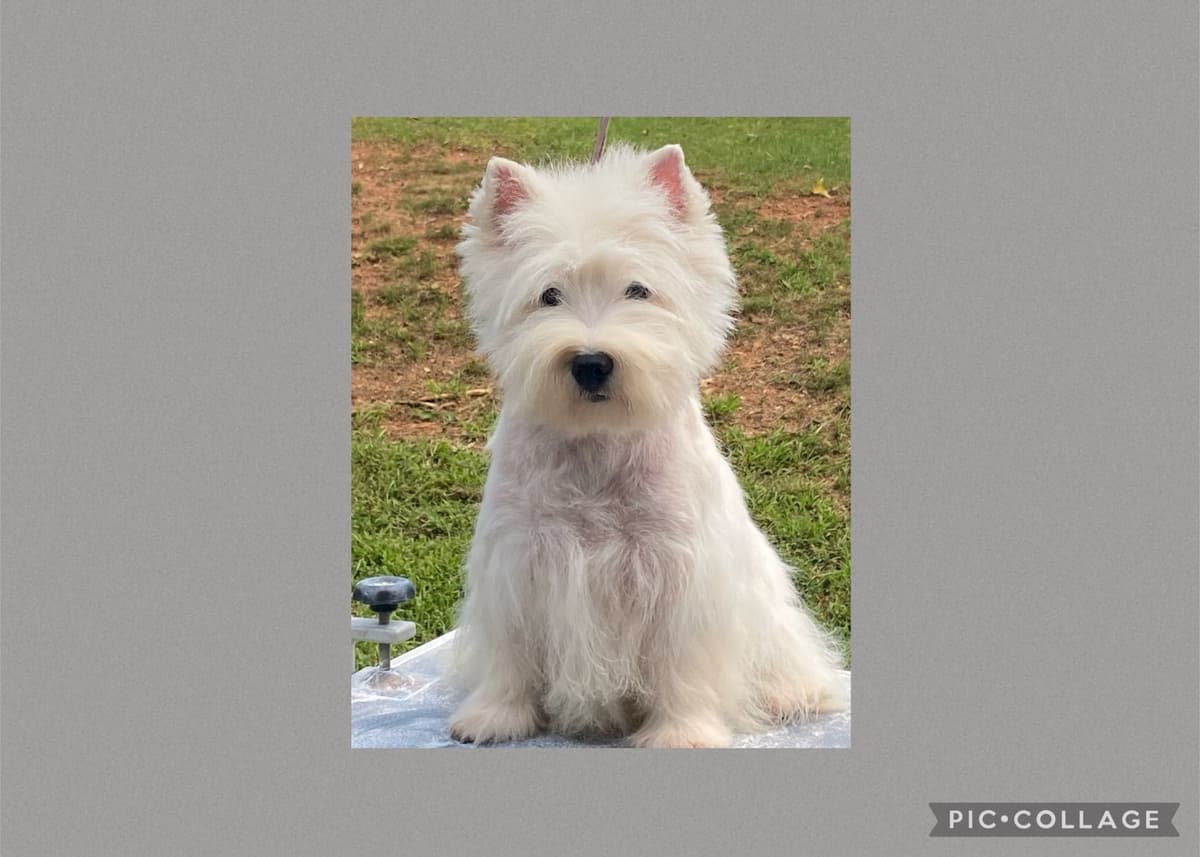 West Highland White Terrier Puppies breeder image 3