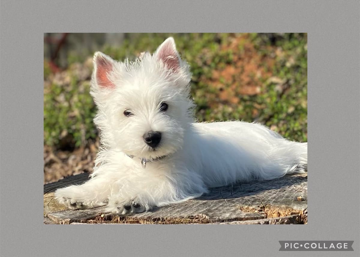 West Highland White Terrier Puppies breeder image 4