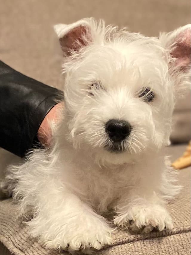 West Highland White Terrier Puppies media 6