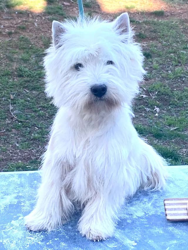 West Highland White Terrier Puppies media 4