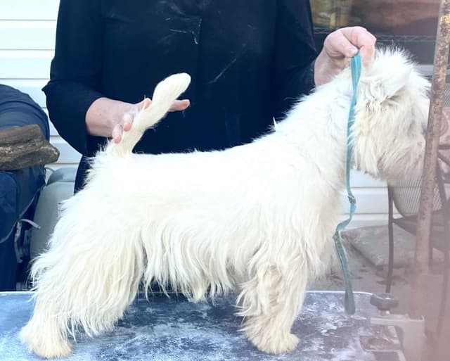 West Highland White Terrier Puppies media 5