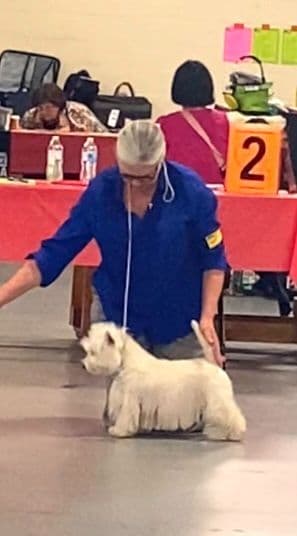 West Highland White Terrier Puppies media 2