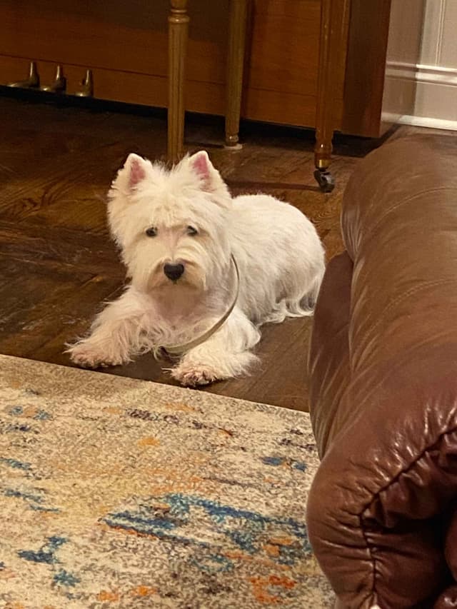 West Highland White Terrier Puppies media 3