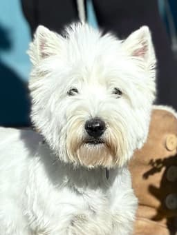 West Highland White Terrier Puppies thumbnail 2