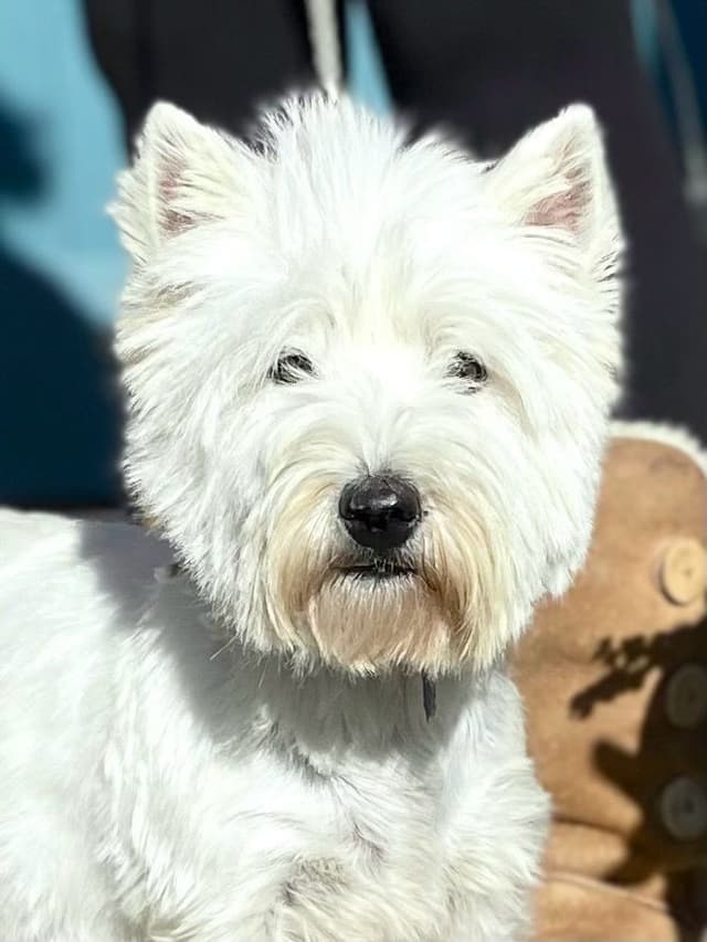 West Highland White Terrier Puppies media 2