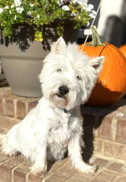 West Highland White Terrier Puppies thumbnail 3