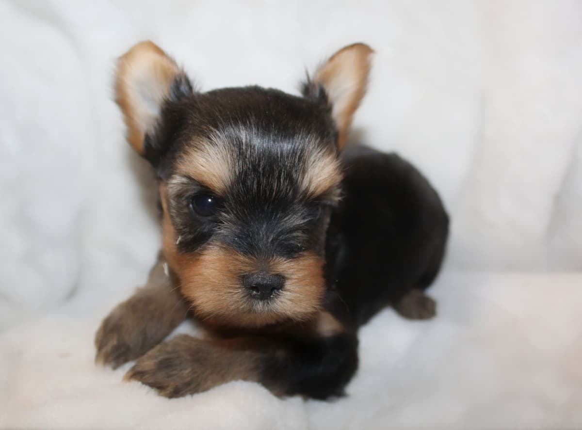 Yorkshire Terrier Puppies breeder image 1