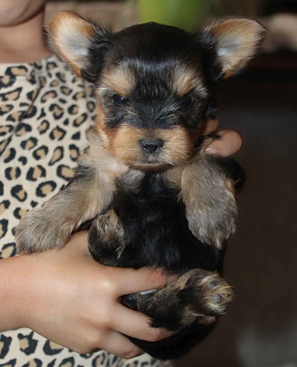 Yorkshire Terrier Puppies breeder image 2