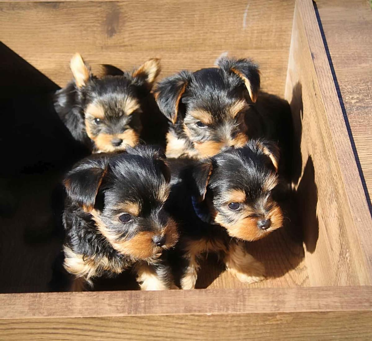 Yorkshire Terrier Puppies breeder image 3