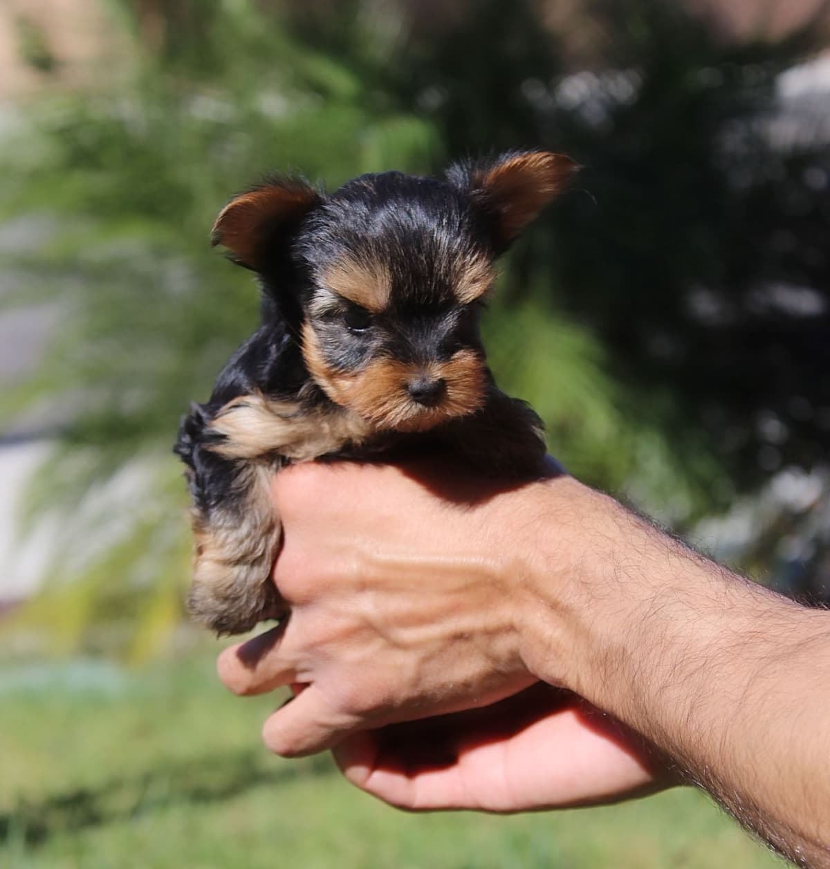 Yorkshire Terrier Puppies breeder image 4
