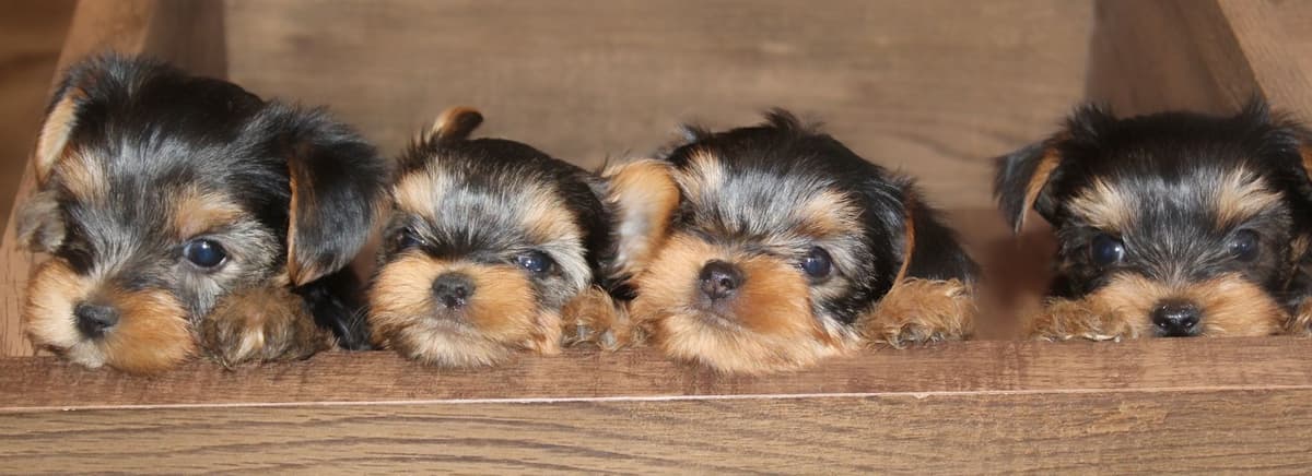 Yorkshire Terrier Puppies breeder image 5