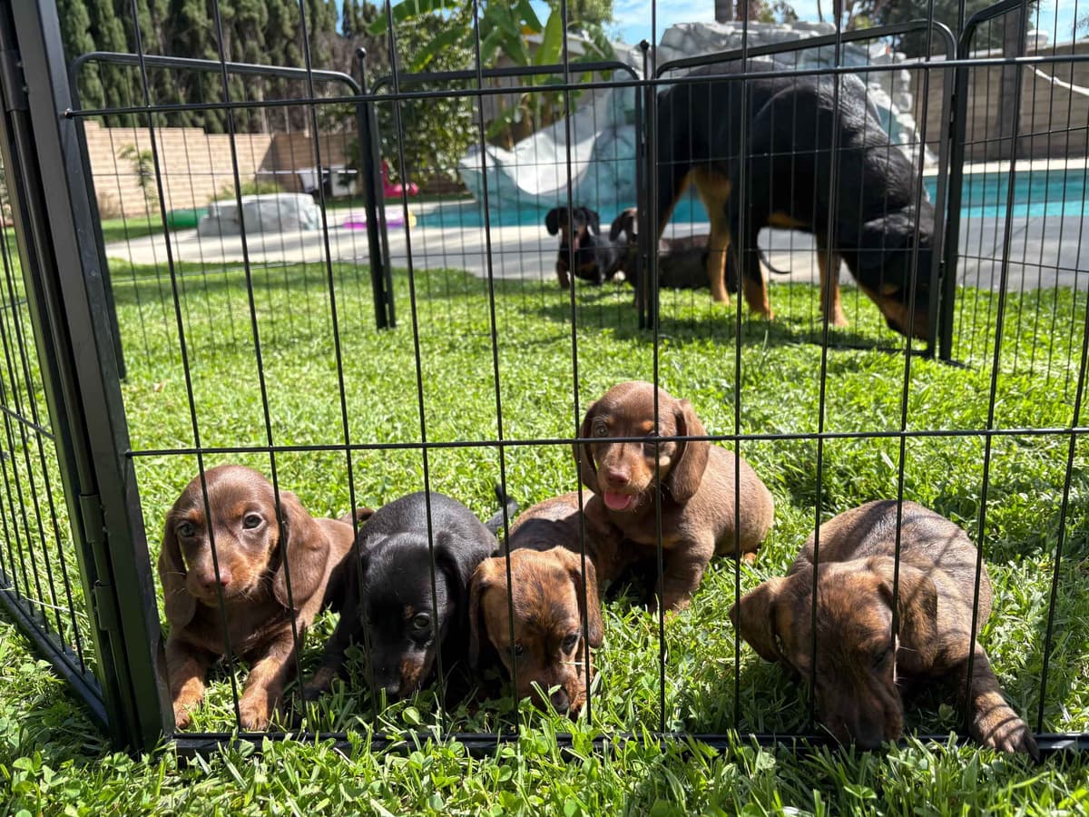Champion Line Dachshund Puppies breeder image 1