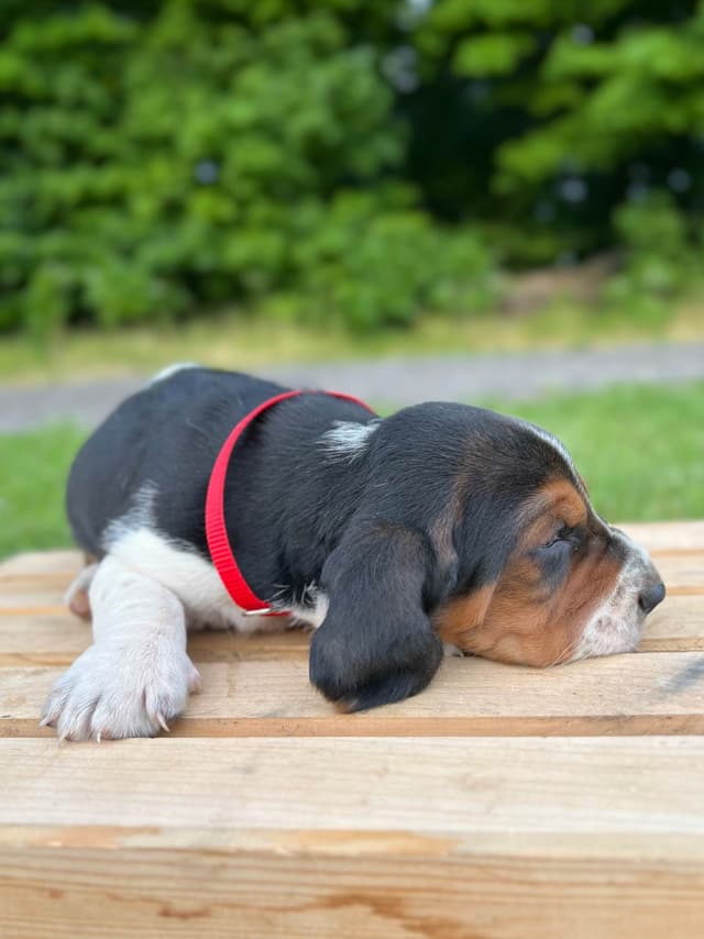 Basset Hound Puppies media 27