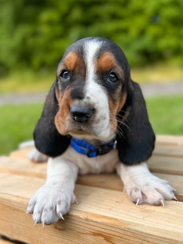 Basset Hound Puppies media 3
