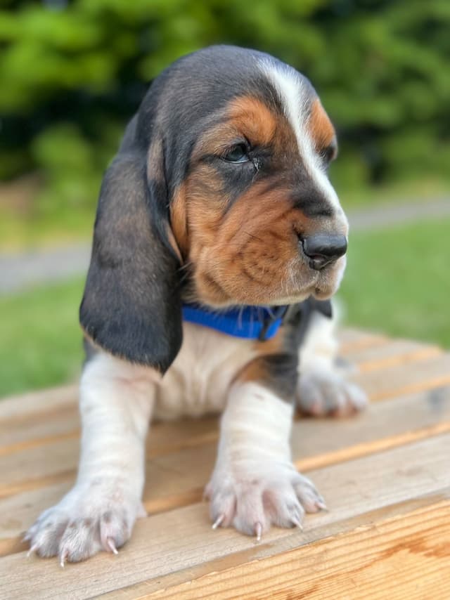 Basset Hound Puppies media 2