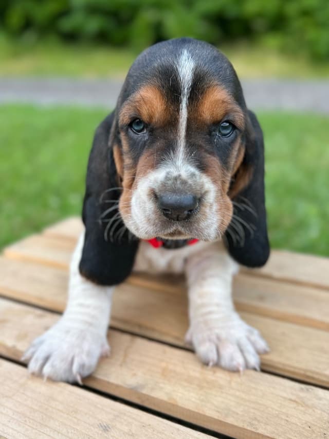 Basset Hound Puppies media 25
