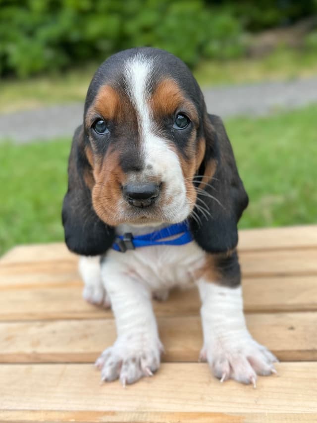 Basset Hound Puppies media 5