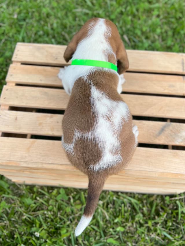 Basset Hound Puppies media 20
