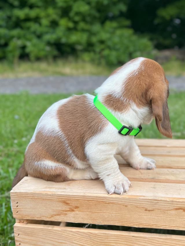 Basset Hound Puppies media 18