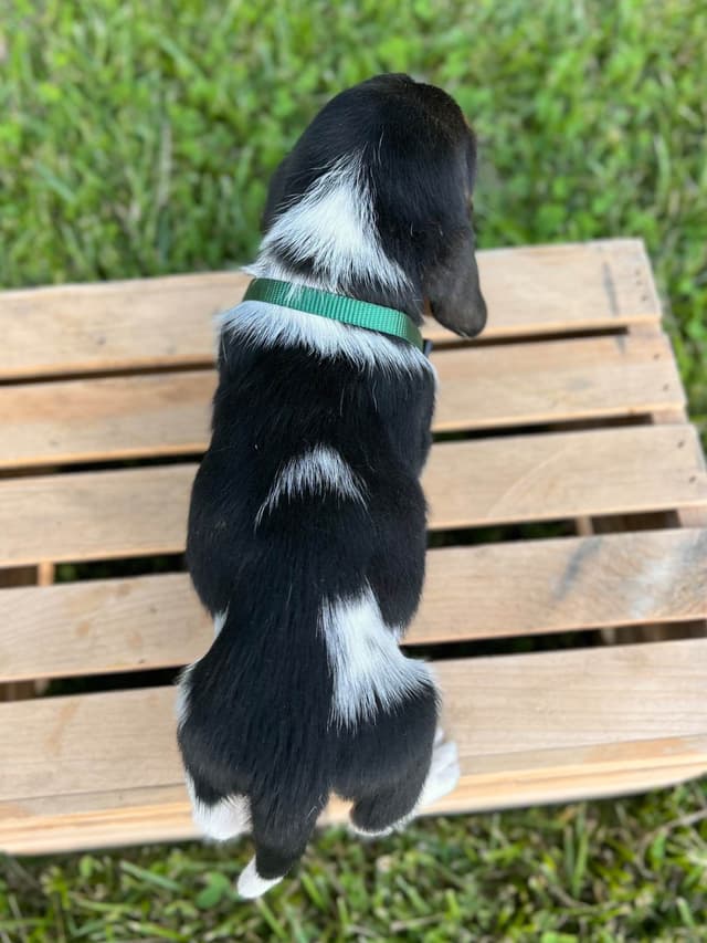 Basset Hound Puppies media 24