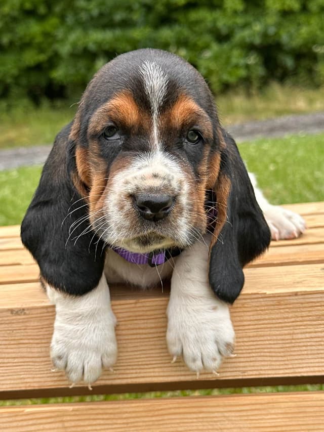 Basset Hound Puppies media 6