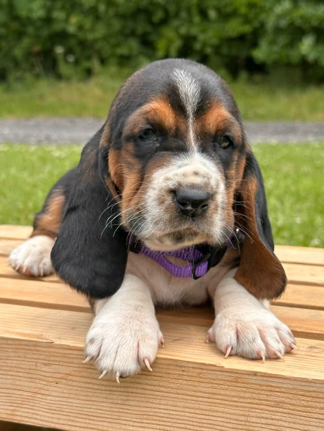 Basset Hound Puppies media 7