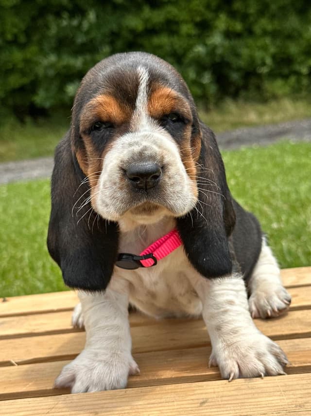 Basset Hound Puppies media 8