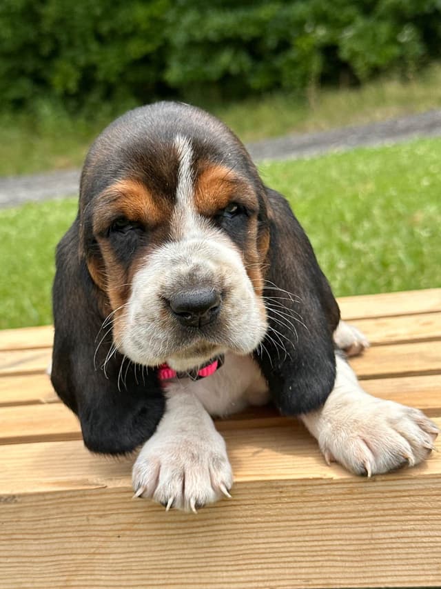 Basset Hound Puppies media 10