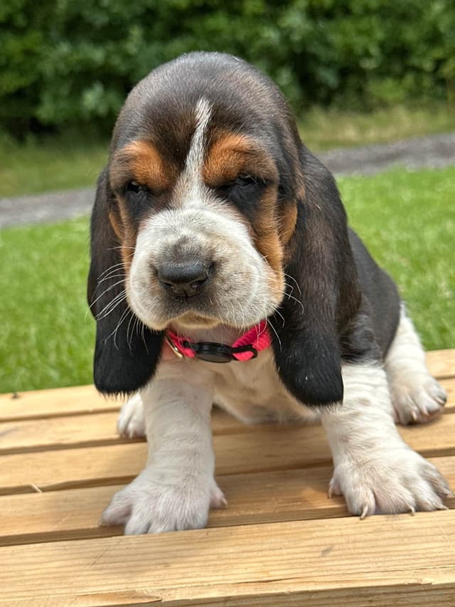 Basset Hound Puppies media 9