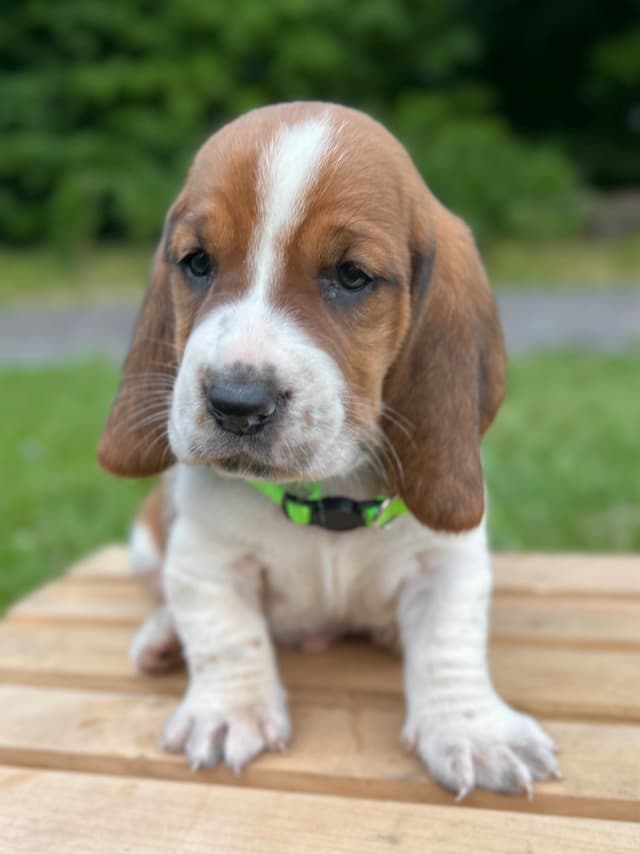 Basset Hound Puppies media 19